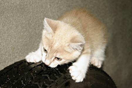 Orange kitten