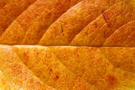 Orange Leaf Macro