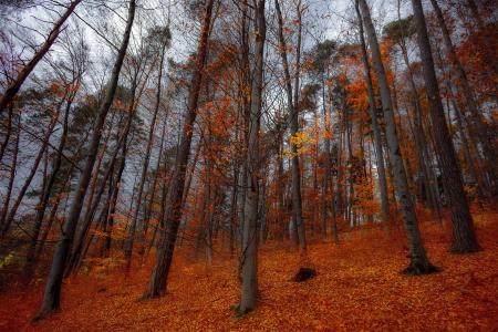 Orange Leave Trees