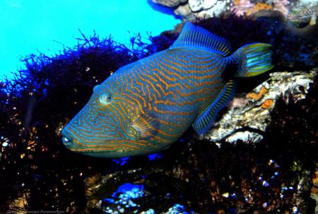 Orange Lined Triggerfish