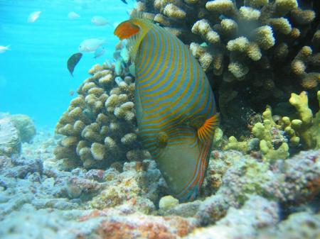 Orange Lined Triggerfish