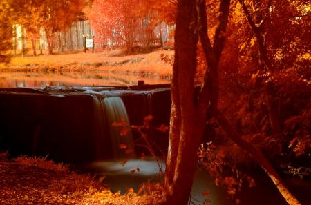 Orange Maple Trees Painting
