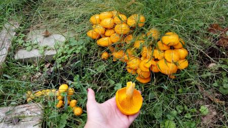 Orange Mushroom