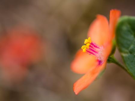 Orange Petaled Flower