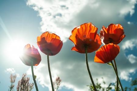 Orange Petaled Flower