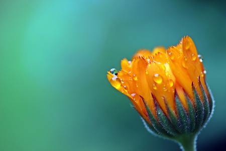 Orange Petaled Flower