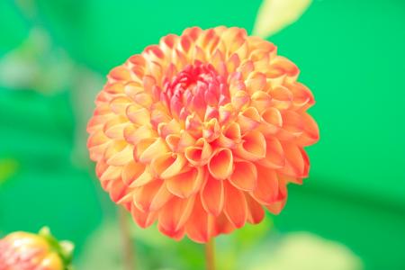 Orange Petaled Flower Close-up Photo