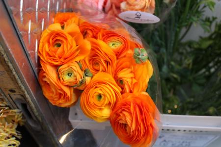 Orange Ranunculus