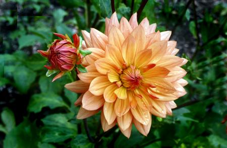 Orange Ruby. Dahlia