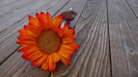 Orange Sunflower