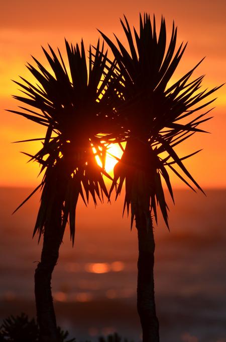 Orange Sunset Between 2 Trees Beside a Body of Water