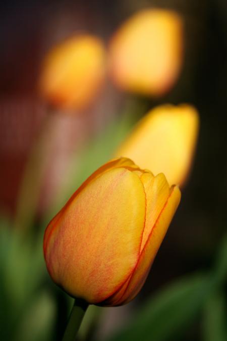 Orange Tulips