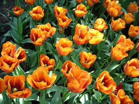 Orange tulips