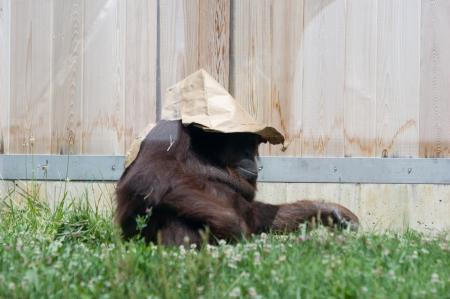 Orangutan in the Zoo