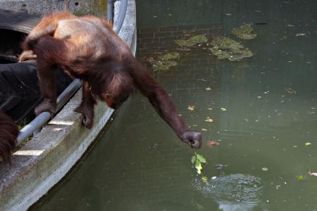 Orangutan stretching for food