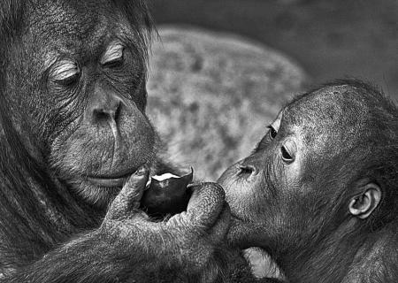 Orangutans sharing an apple
