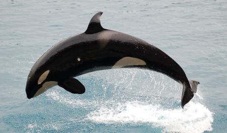 Orca Diving in the Sea