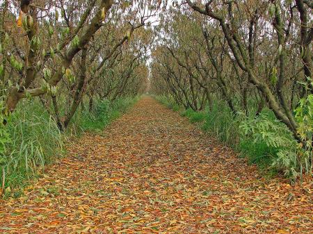 Orchard in the Fall