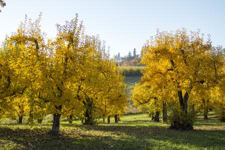Orchard trees in autumn, Oregon