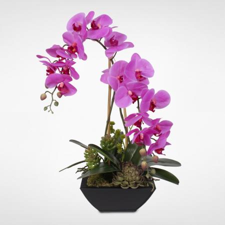 Orchid