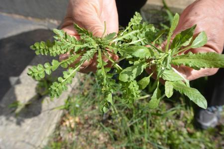 Ordinary Shepherds Purse