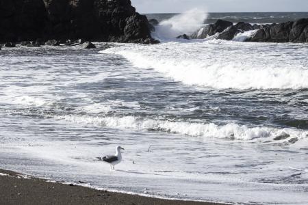 Oregon coast and seagull