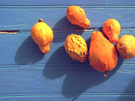 Organic colorful pumpkins on blue wooden background
