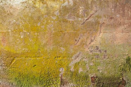 Organic Wall Decay - HDR Texture