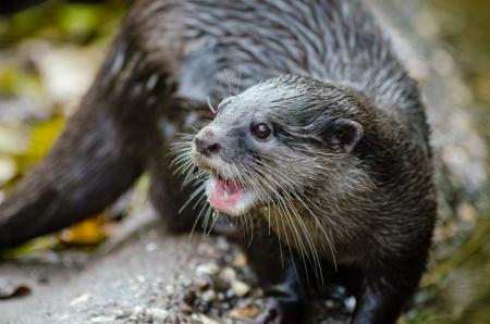 Oriental small-clawed otter