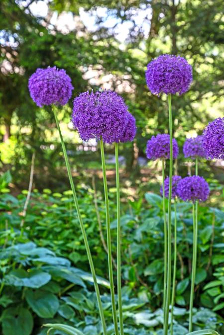 Ornamental Onion