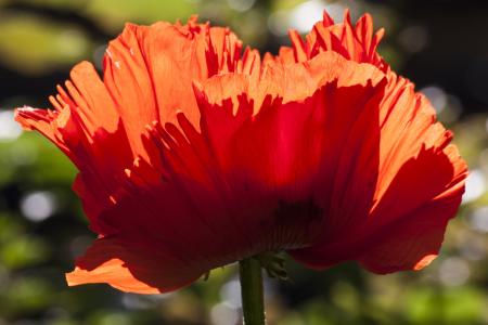 Ornamental Poppy