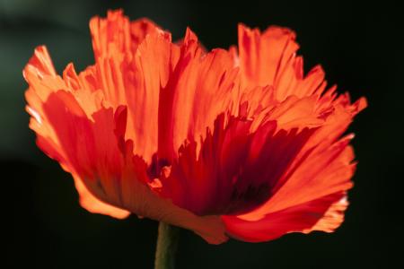 Ornamental Poppy