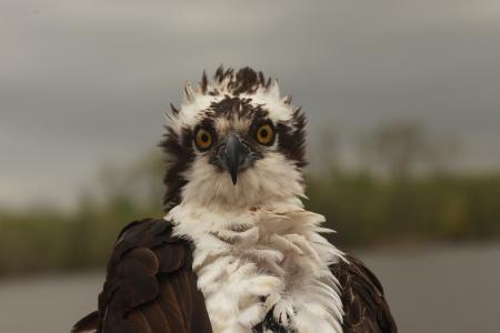 Osprey