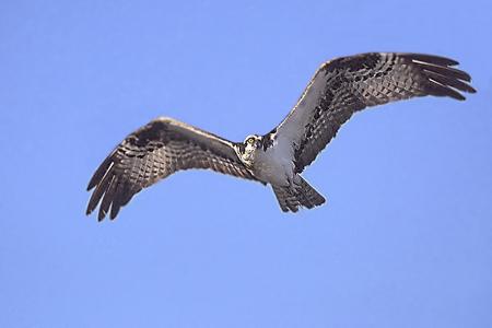 Osprey Flying