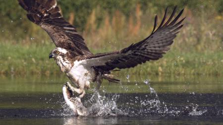 Osprey Hunting