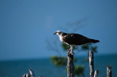 Osprey on the Branch