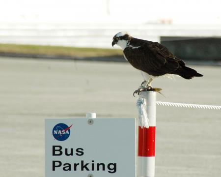 Osprey on the Pole