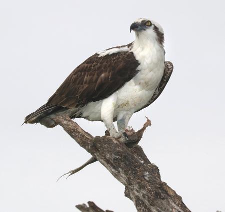 Osprey on the Wood