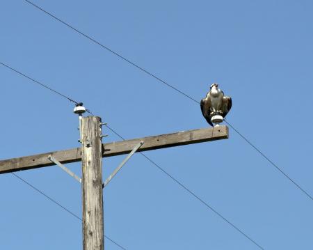 Osprey on Wire