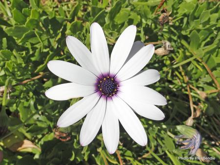 Osteospermum Ecklonis