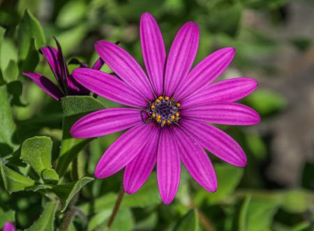 Osteospermum Ecklonis