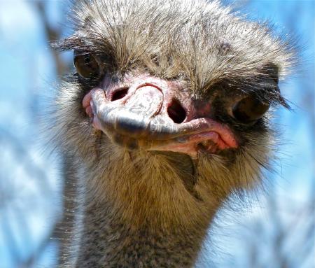 Ostrich Closeup