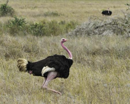 Ostrich in the jungle