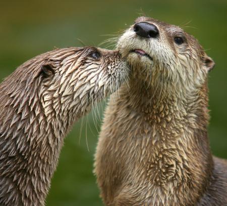 River Otter