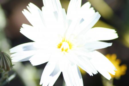 Overexposed White Flowers