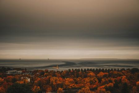 Overview Photo of Maple Trees