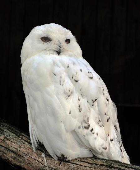 Snow Owl