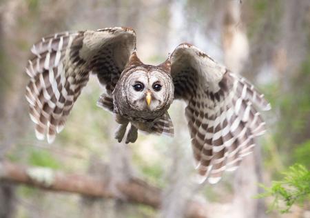 Owl Flying