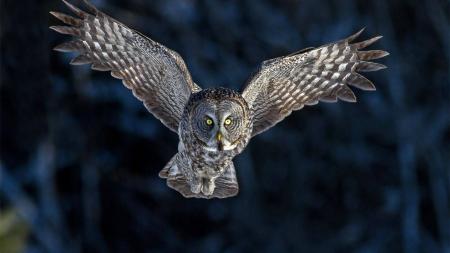 Owl Flying