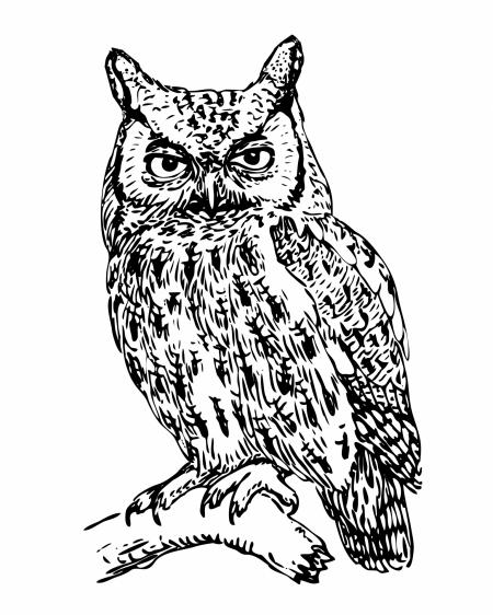 Owl Illustration